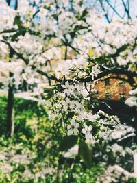 Close-up of white flowers on tree