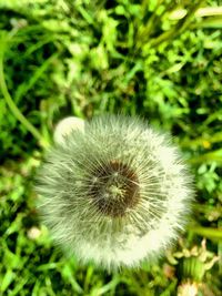 Close-up of dandelion flower