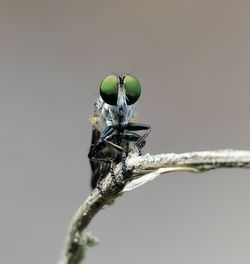 Close-up of fly, robberfly