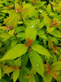 Full frame shot of wet leaves