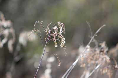 Close-up of dry plant during winter