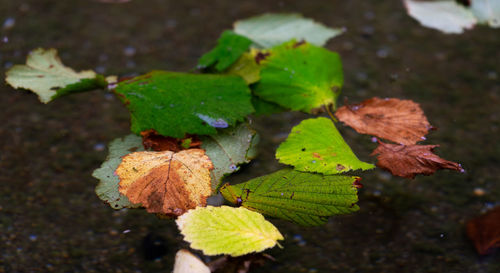 High angle view of plant leaves during autumn