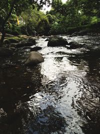 Reflection of trees in water