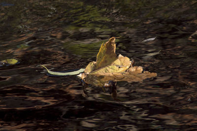 Close-up of leaf floating on water