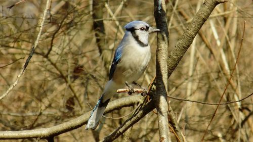 Bird perching on tree trunk