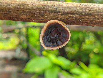 Close-up of shell on tree