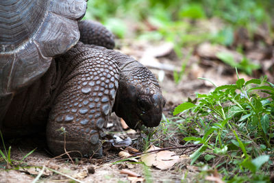 Close-up of turtle on field