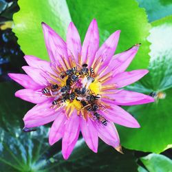 Close-up of bee pollinating on pink flower