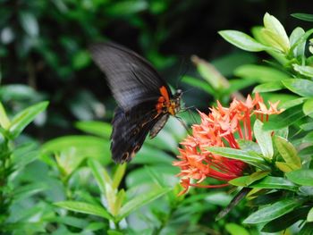 Close-up of butterfly pollinating on flower