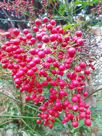 Close-up of red berries growing on tree