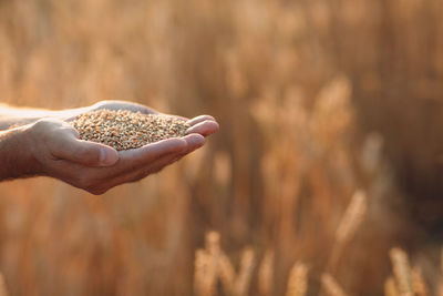 Cropped hand of man holding grains outdoors