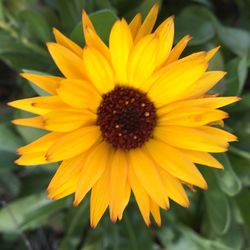 Close-up of yellow flower