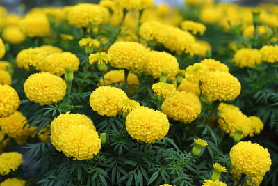 Close-up of yellow flowers