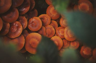Full frame shot of orange fruit