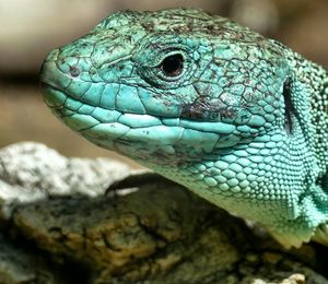 Close-up of lizard