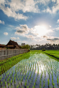 Scenic view of rice field against sky