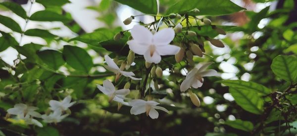 Close-up of white flowering plant