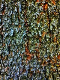 Full frame shot of tree trunk with moss