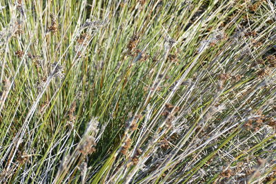 High angle view of grass growing on field