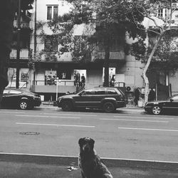 View of dog on street in city