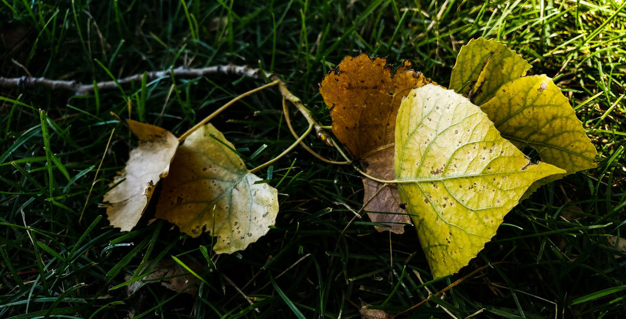 CLOSE-UP OF DRY MAPLE LEAF ON LAND