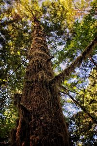 Low angle view of tree in forest