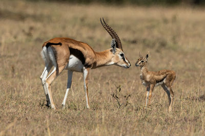 Gazelles on field