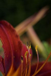 Close-up of red lily