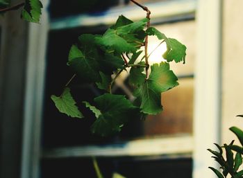 Close-up of potted plant