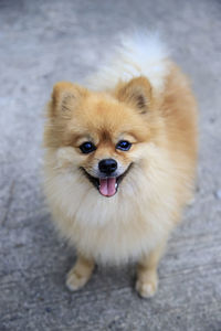 Pomeranian dog on the floor