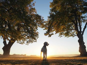 Man standing on field against sky