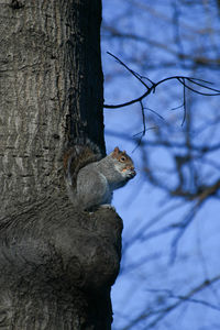 Close-up of squirrel on tree trunk