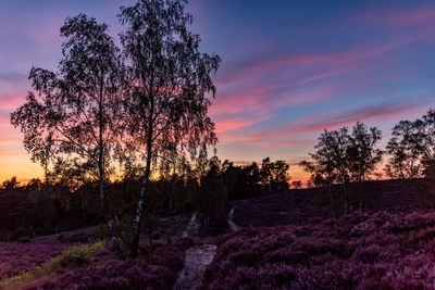 Trees on field against sky during sunset