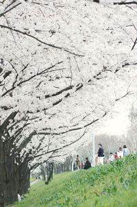 People on grassy field