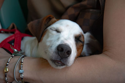 Close-up of dog sleeping