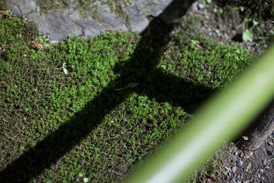 High angle view of lizard on grassy field