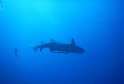 View of fishes in sea