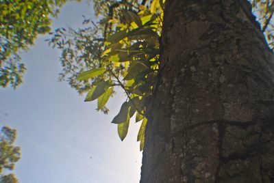 Low angle view of tree against sky