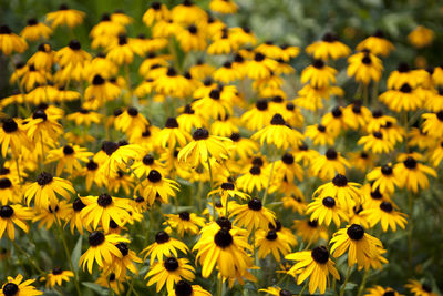 Close-up of yellow flowers blooming in field