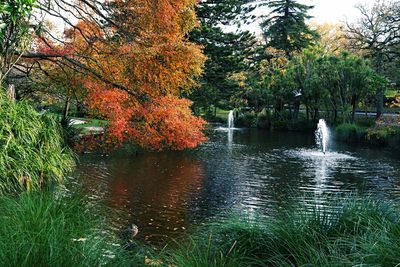 Scenic view of forest
