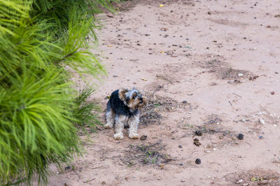 High angle view of dog running on field