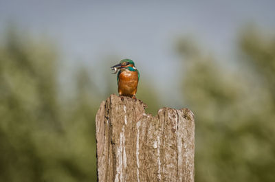 Close-up of bird perching on wooden post