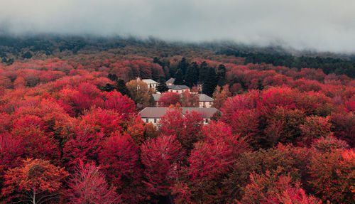 Old houses into the autumnal canopy of tree in the mountains aerial