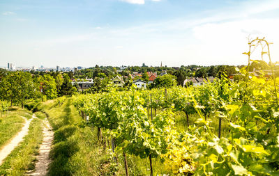 Scenic view of agricultural field against sky