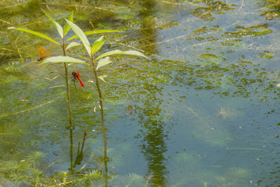 High angle view of insect on lake