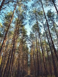 Low angle view of bamboo trees in forest