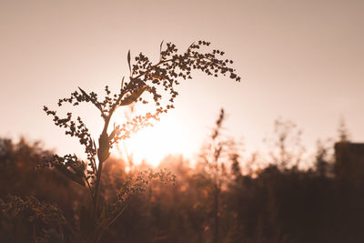 Close-up of silhouette plants on field against sky during sunset