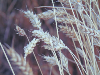 Close-up of stalks in field
