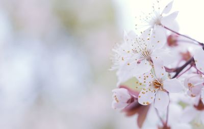 Close-up of white cherry blossom