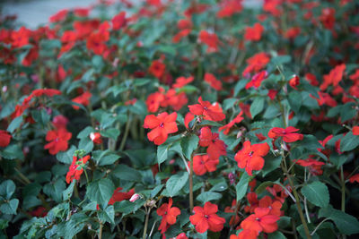 Close-up of red flowering plants